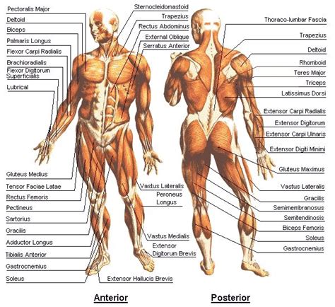 ideas  muscle anatomy  pinterest anatomy human muscle