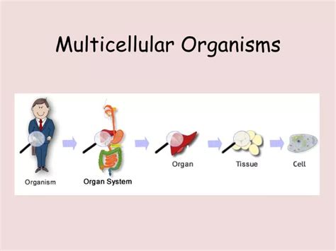 multicellular organisms powerpoint  id