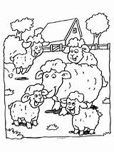 Pecorelle Lente Schaap Lammetjes Disegni Colorare Animals Bambini Dieren Zakelijk Schaf sketch template