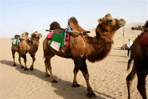 cajon desastre camellos