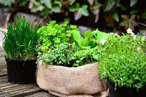 grow   herbal tea garden