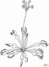 Trap Dionaea Venusfliegenfalle Muscipula Ausmalbilder Flytrap Library Clipart sketch template