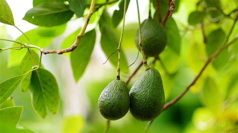 How To Grow And Care For An Avocado Tree Bunnings New Zealand