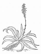 Aloe sketch template