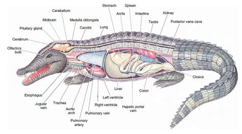 Characteristics Of Reptiles That Distinguish Them From Amphibians