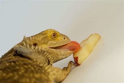 kind  fruit  bearded dragons eat beginners guide  pets