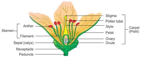 draw  neat  labelled diagram   flower showing  reproductive parts tw biology