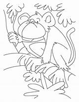 Monkey Coloring Howler Pages Drawing Printable Kids Face Crocodile Colouring Sheets Color Spider Sock Easy Popular Books Library Getdrawings Clipart sketch template
