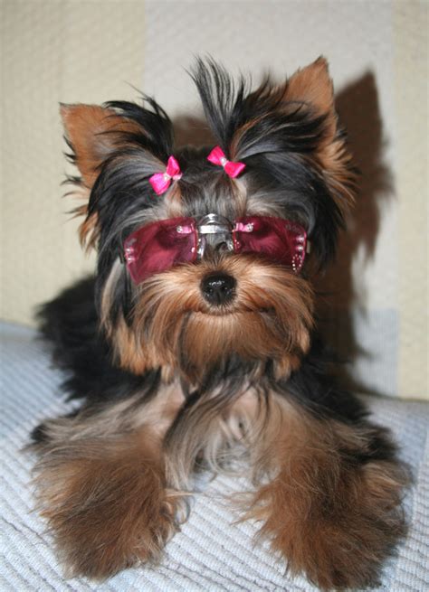 list   dogs breeds yorkie dogs small dog breeds