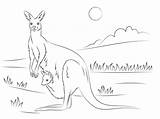 Kangaroo Coloring Joey Pages Cute Printable Drawing Kangaroos Animals Choose Board sketch template