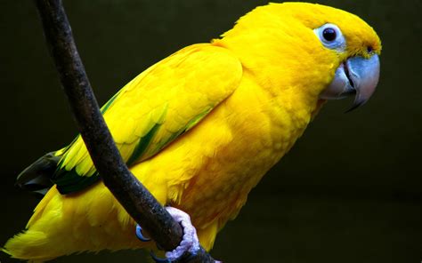 wallpapers yellow parrots