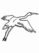 Crane Coloring Pages Wings Cranes Birds Widespread Recommended sketch template