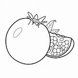 Coloring Pages Garnet Fruit sketch template
