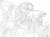 Betta Coloring Fish Pages Getcolorings Getdrawings Designlooter Adults Drawing Color sketch template