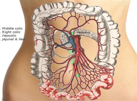 anatomy abdomen and pelvis superior mesenteric artery article