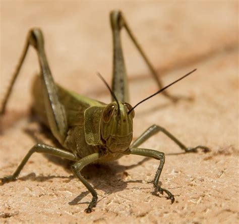 grasshopper shambala farm
