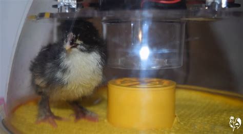 brinsea s smallest chicken incubator a little gem to hatch little gems