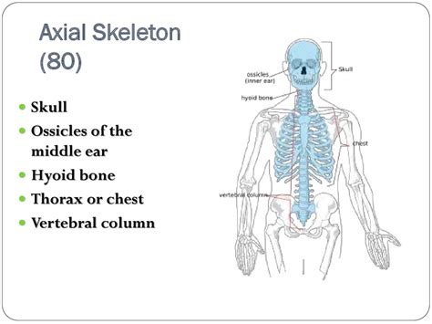 skeletal system prezentatsiya onlayn