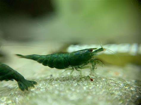 green jades dark shrimp fever