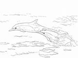 Dolphins Dauphins Printmania sketch template