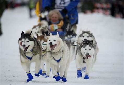 image issues hound start  alaskas iditarod sled dog race  daily universe