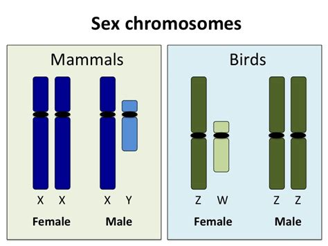 mathbionerd emu a large bird with surprisingly intact sex chromosomes