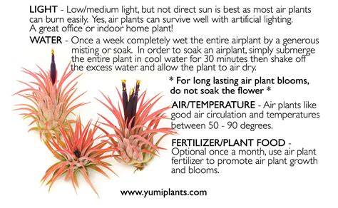 air plant care instructions yumi jewelry plants