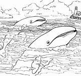 Zeedieren Kleurplaat Kleurplaten Vinvis Blauwe Malvorlage Mewarnai Laut Hewan Malvorlagen Wal Ocean Meerestier Animaatjes sketch template