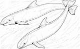 Coloring Dolphin Pages Dolphins Whales Animals Killer False Pair sketch template