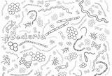 Microbe Bacteria Viruses Designlooter Amnh Protists sketch template