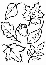 Coloring Fall Leaves Pages Kids Adults Activity sketch template