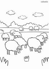 Schaf Schafherde Malvorlage Flock Schafe Ausmalbild Lamm Wiese Ausmalbilder Frühstück Sheeps sketch template