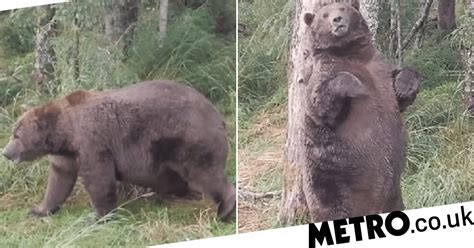 Alaskas Fattest Bear Is So Fat Hes Named After Boeing