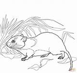 Vole Coloring Pages Bank Drawing Printable Mice Designlooter Meadow 03kb 1160 1096px Categories sketch template