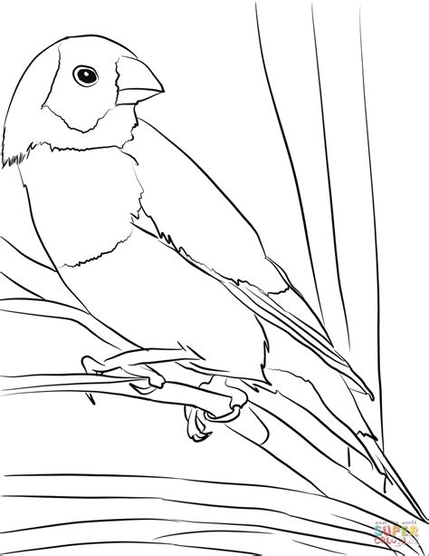 gouldian finch bird coloring page  printable coloring pages