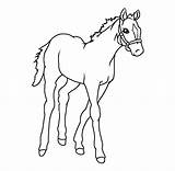 Horse Drawing Baby Easy Draw Drawings Vippng Face sketch template