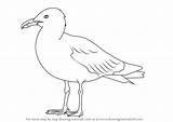 Gull Herring Seabirds Drawingtutorials101 sketch template