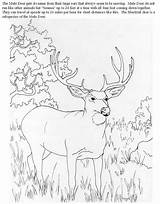 Antelope Antilope Chevreuil 2630 Browning Coloriage Dessin Whitetail Turkeys Coloriages Coloringhome sketch template