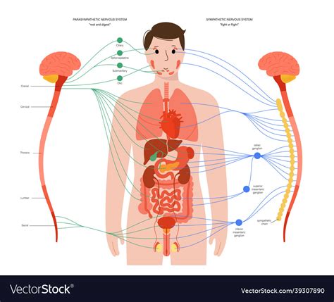 autonomic nervous system royalty  vector image