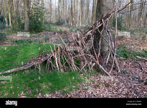 makeshift bivouac shelter  west wood  marlborough wiltshire stock photo alamy
