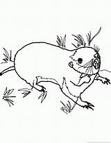 Gopher 123coloringpages Animal sketch template