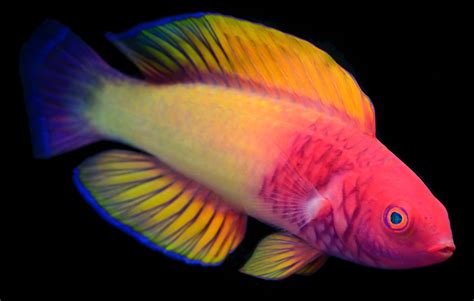 rainbow fish scales tyellocom