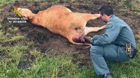 cops save weak cow in labour from attacking birds viraltab