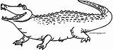 Coloring Crocodile Alligator Hungry Wecoloringpage sketch template