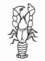 Coloring Crawfish Crawdad Pages Drawing Printable Animals Color Crayfish Sheet Animal Getcolorings Getdrawings Paintingvalley Drawings Crustacean sketch template