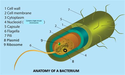 bacteria  archaea scientist cindy