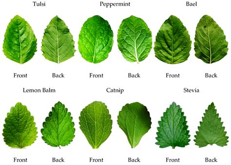 agronomy  full text  classification  medicinal plant