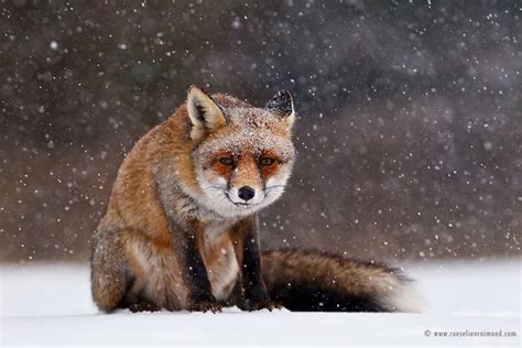 The Beauty Of Wild Red Foxes Photographed In The Winter