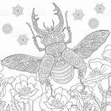 Beetle Stag Zentangle Stylized Cervus Lucanus Drawn Anti Masculine Psychedelic Antistress Kaynak Books sketch template