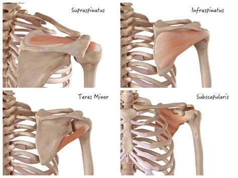 stop torturing your rotator cuff redefining strength